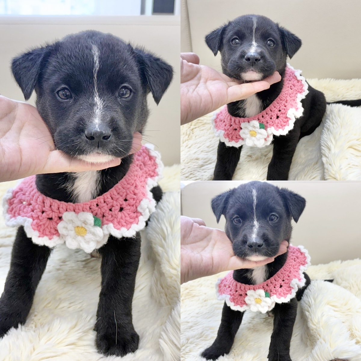 경주동물사랑보호센터_447505202500448